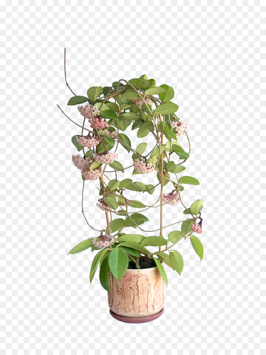 ل Houseplant النباتات الأسهم التصوير صورة بابوا نيو غينيا