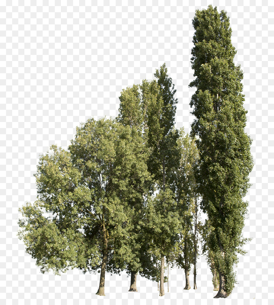 صورة شجرة كبيرة