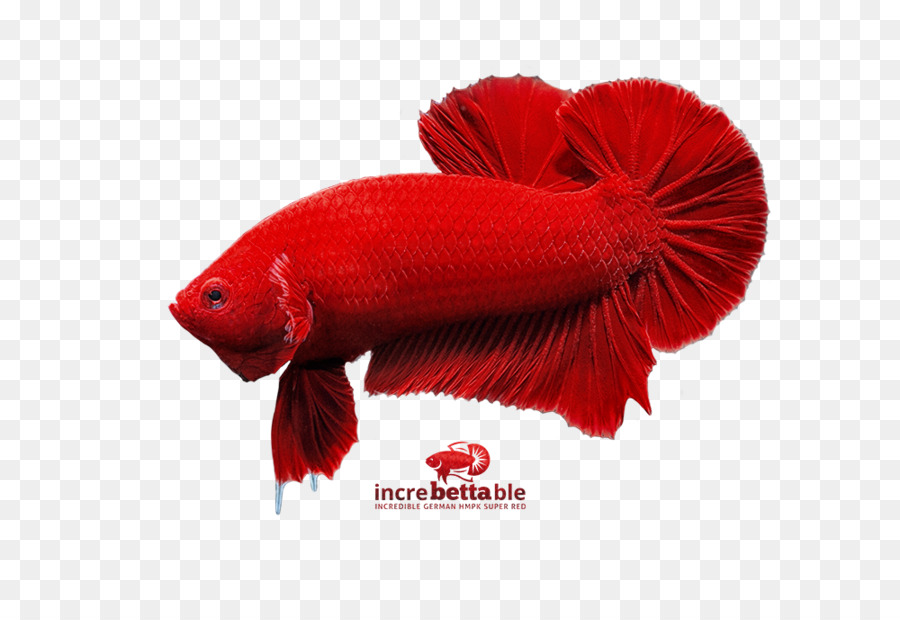 الأسماك，Redm PNG