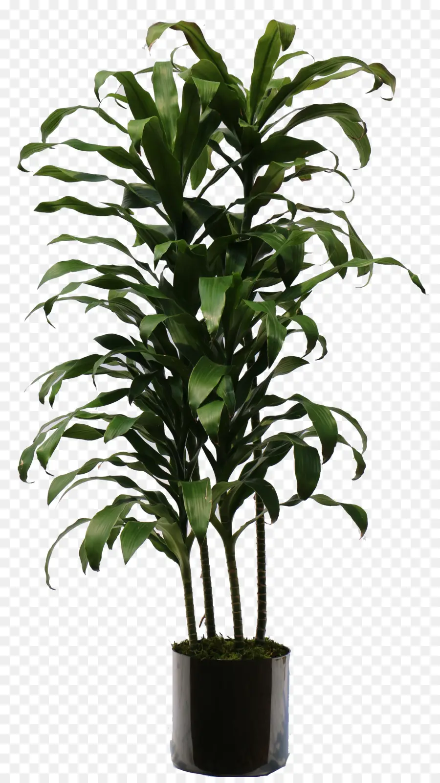 Dracaena Fragrans，نبات بيتي PNG