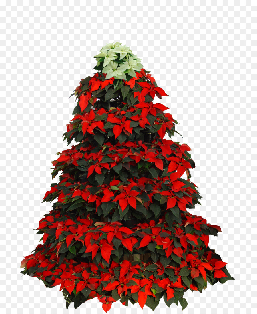 شجرة عيد الميلاد，البونسيتة PNG