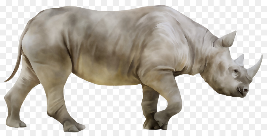 وحيد القرن, الأسهم التصوير, وحيد القرن الأبيض صورة بابوا نيو غينيا