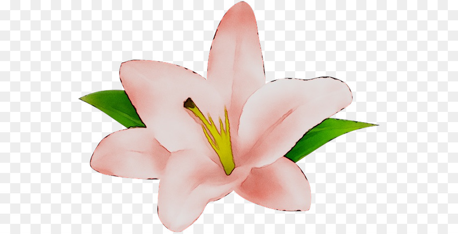 قطع الزهور，م الوردي PNG