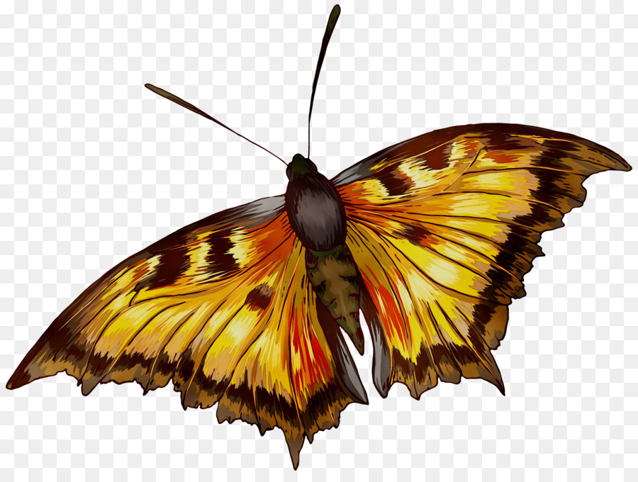 العاهل الفراشة，دودة القز PNG