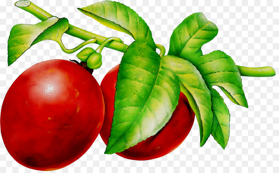 الفاكهة，الأفوكادو PNG