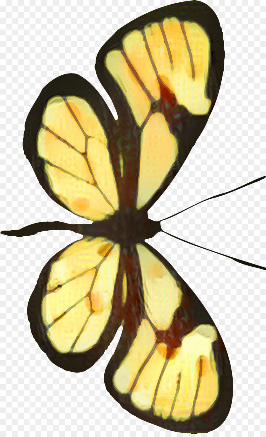 العاهل الفراشة，بيريداي PNG