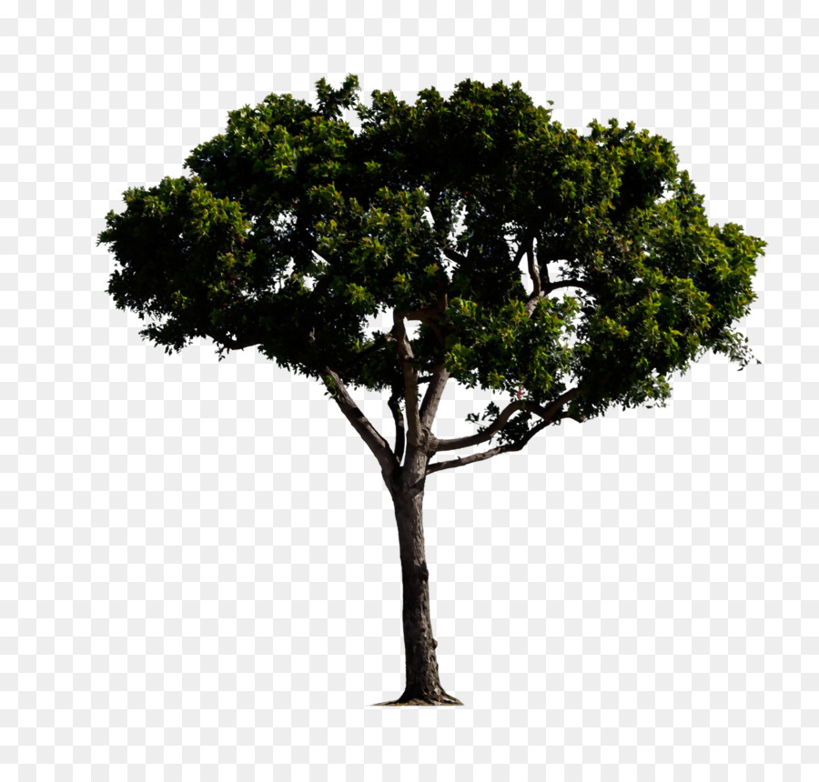 أيقونات الكمبيوتر，شجرة PNG