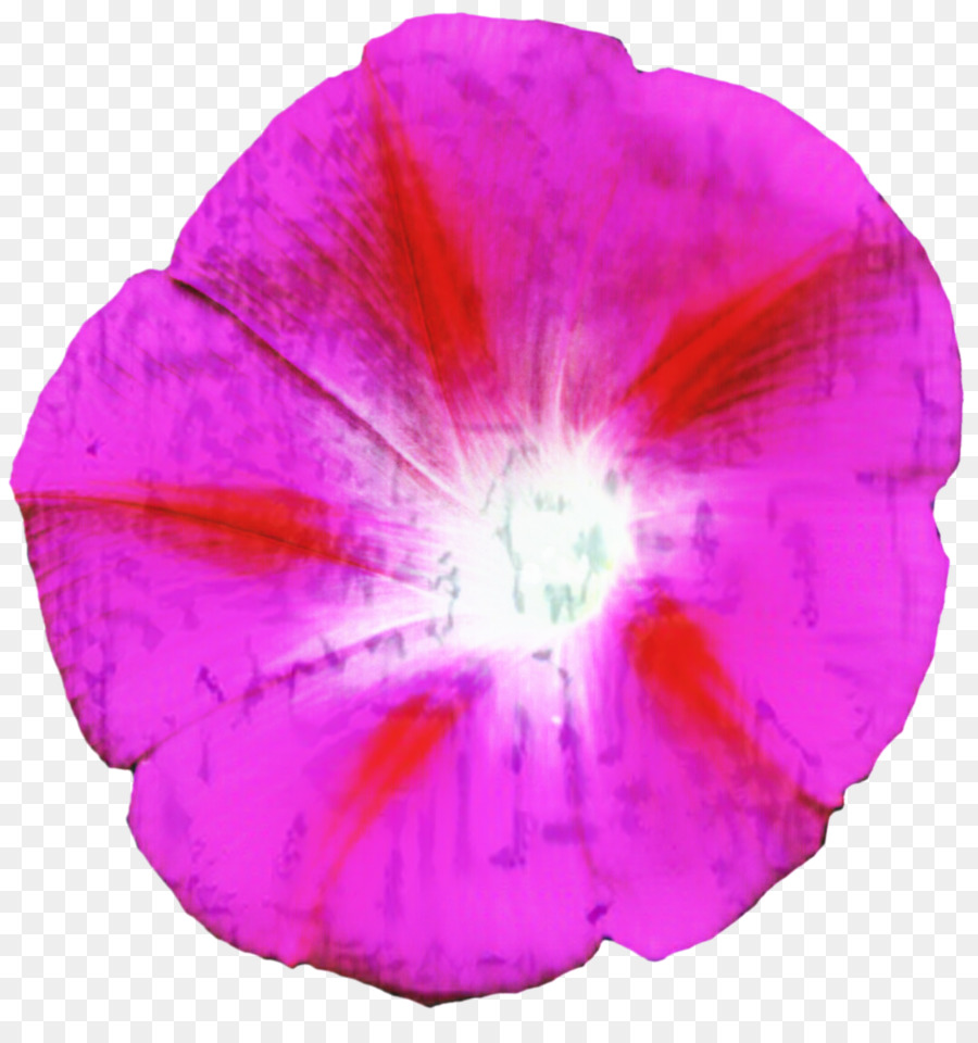 م الوردي，البنفسجي PNG