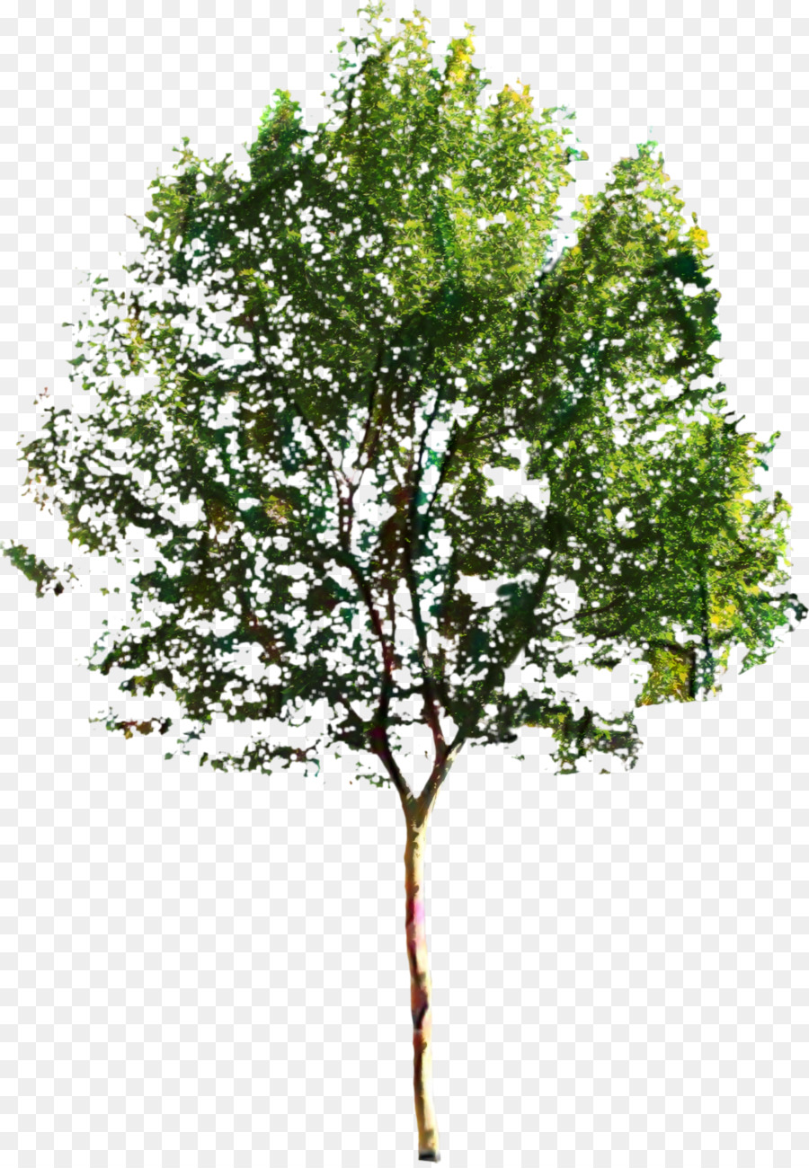 شجرة，المناظر الطبيعية PNG