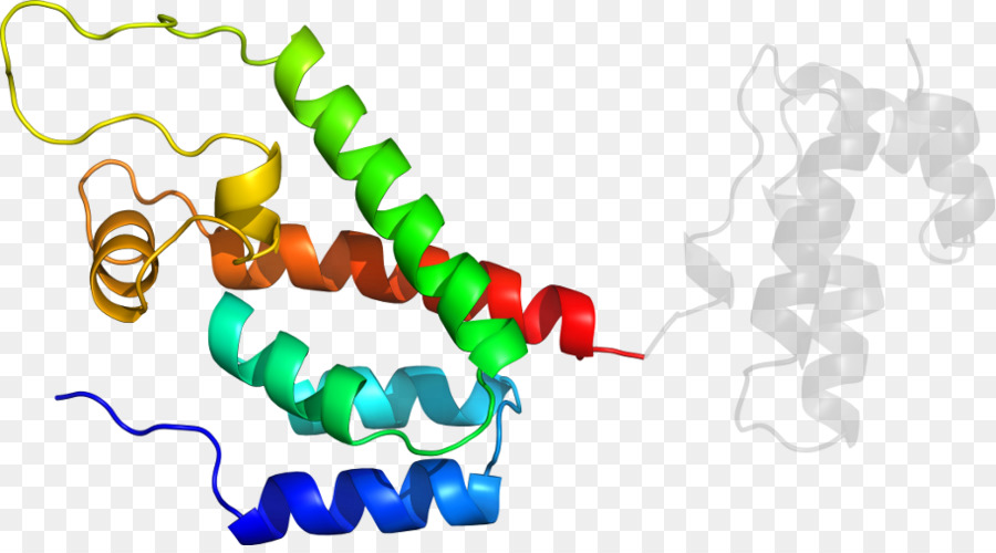 هيكل البروتين，علم الأحياء PNG