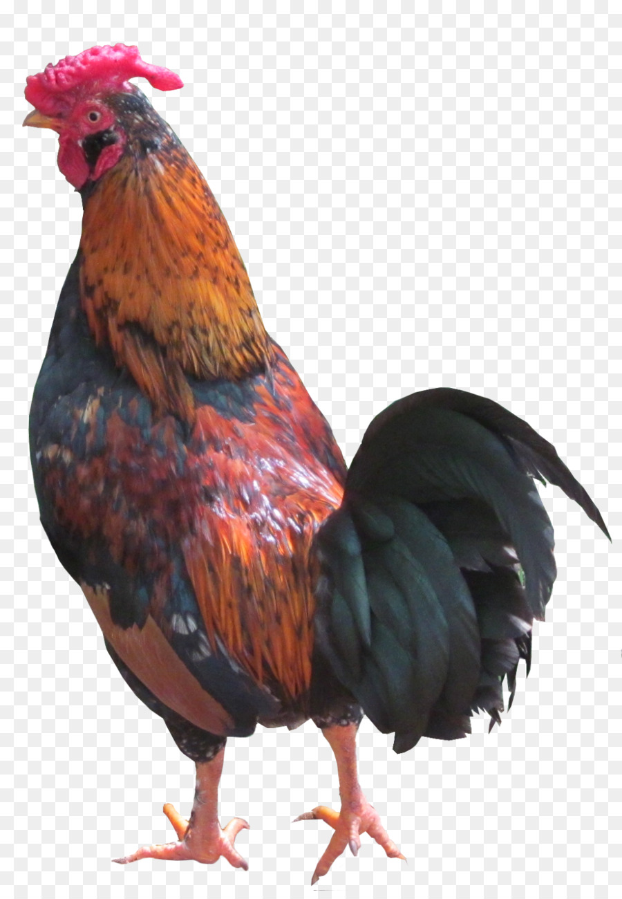 الدجاج，كرة القدم PNG