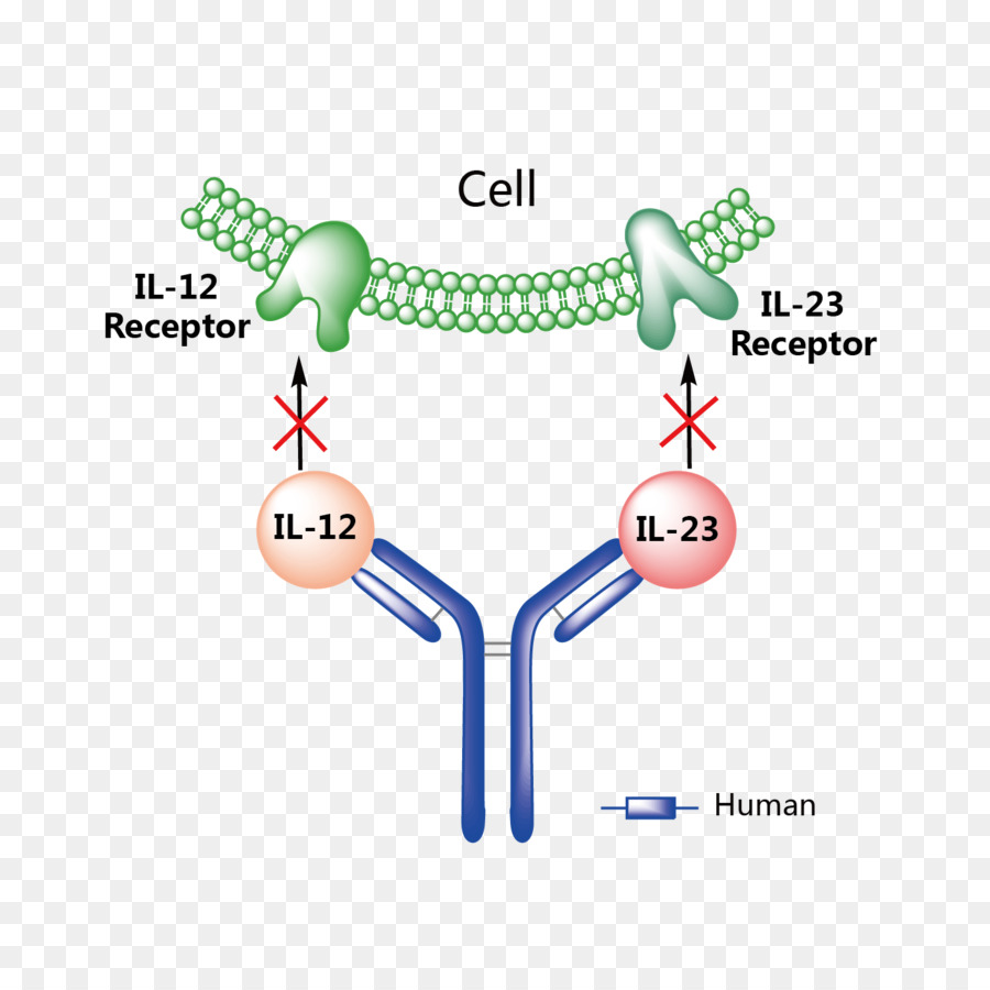 مستقبل الخلية，جسم مضاد PNG