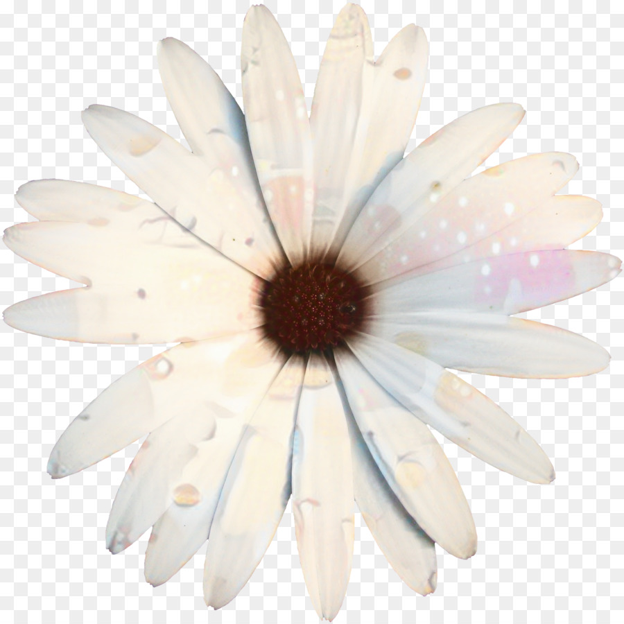 Oxeye ديزي，البتلة PNG