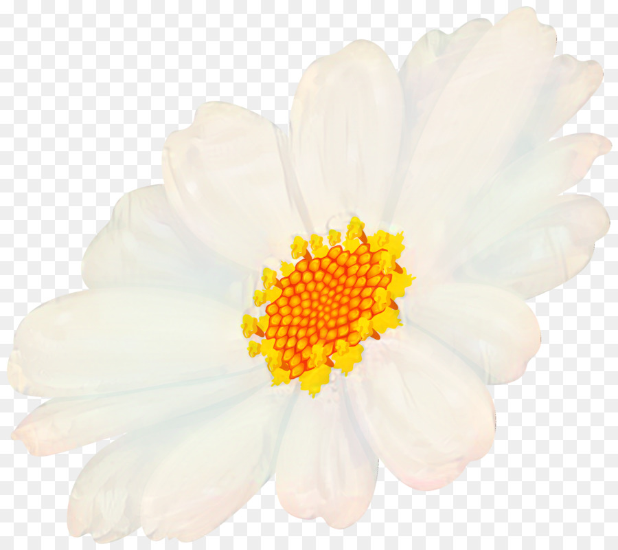 أقحوان，Oxeye ديزي PNG