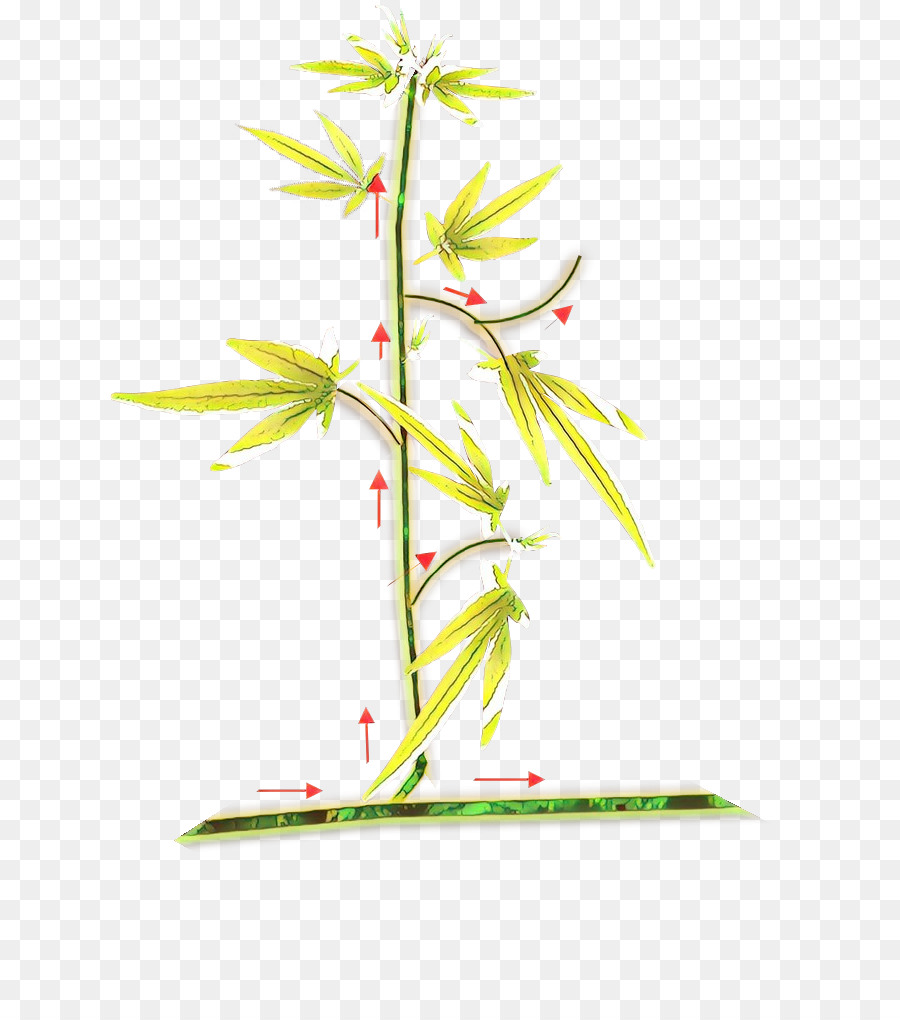 الجذعية النباتية，زهرة PNG