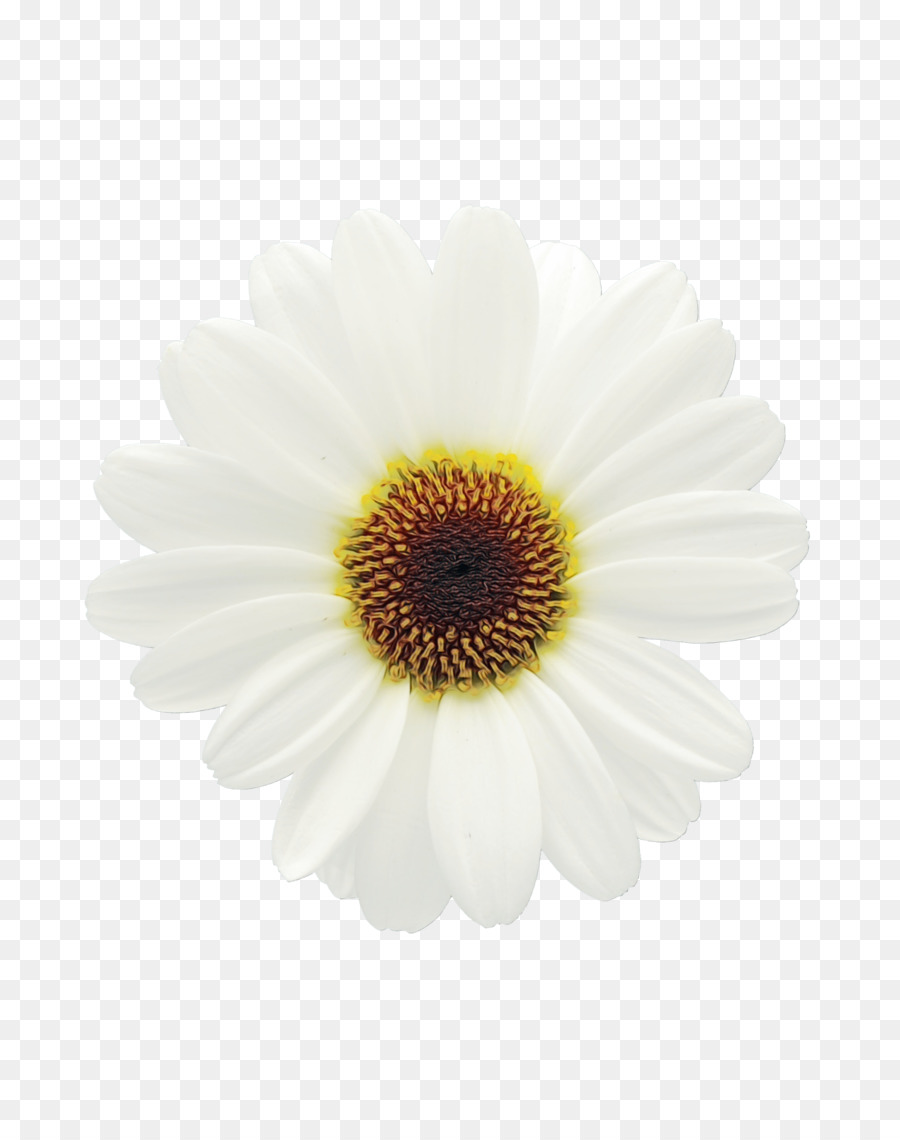 أقحوان，Oxeye ديزي PNG