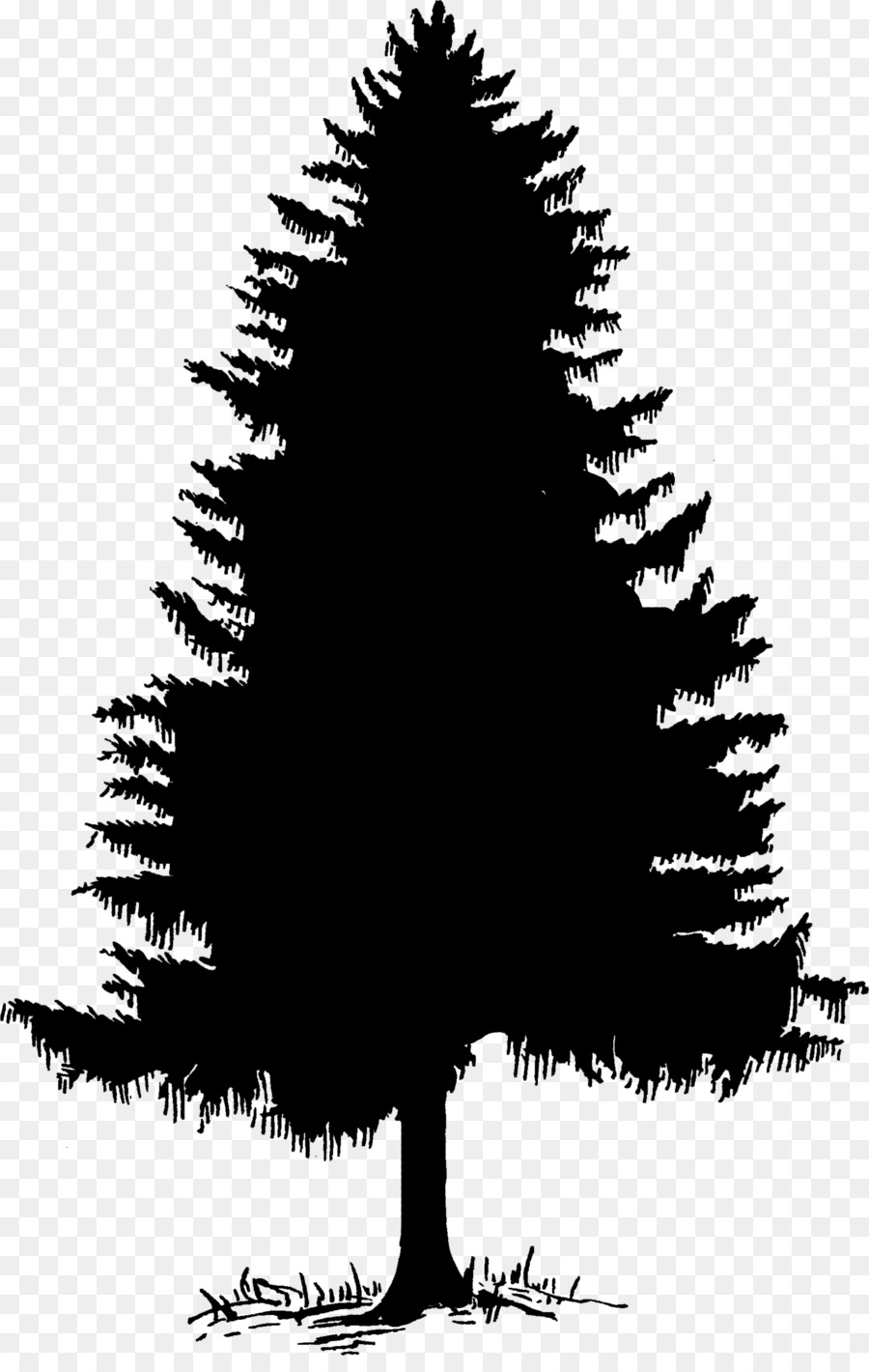 شجرة صورة ظلية الارز صورة بابوا نيو غينيا