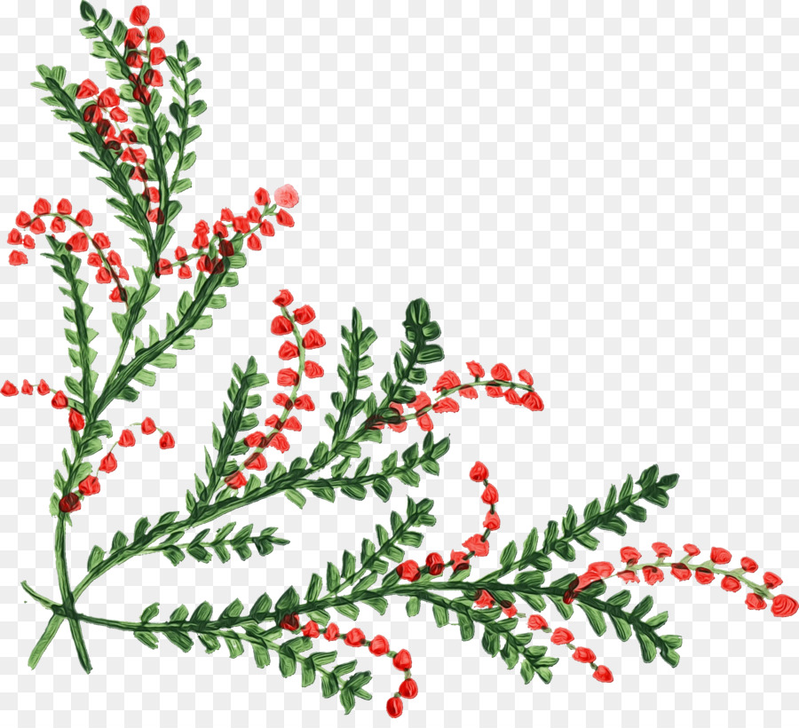Aquifoliales，زخرفة عيد الميلاد ، PNG
