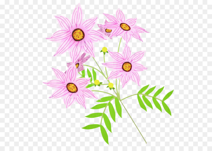 Oxeye ديزي，أقحوان PNG