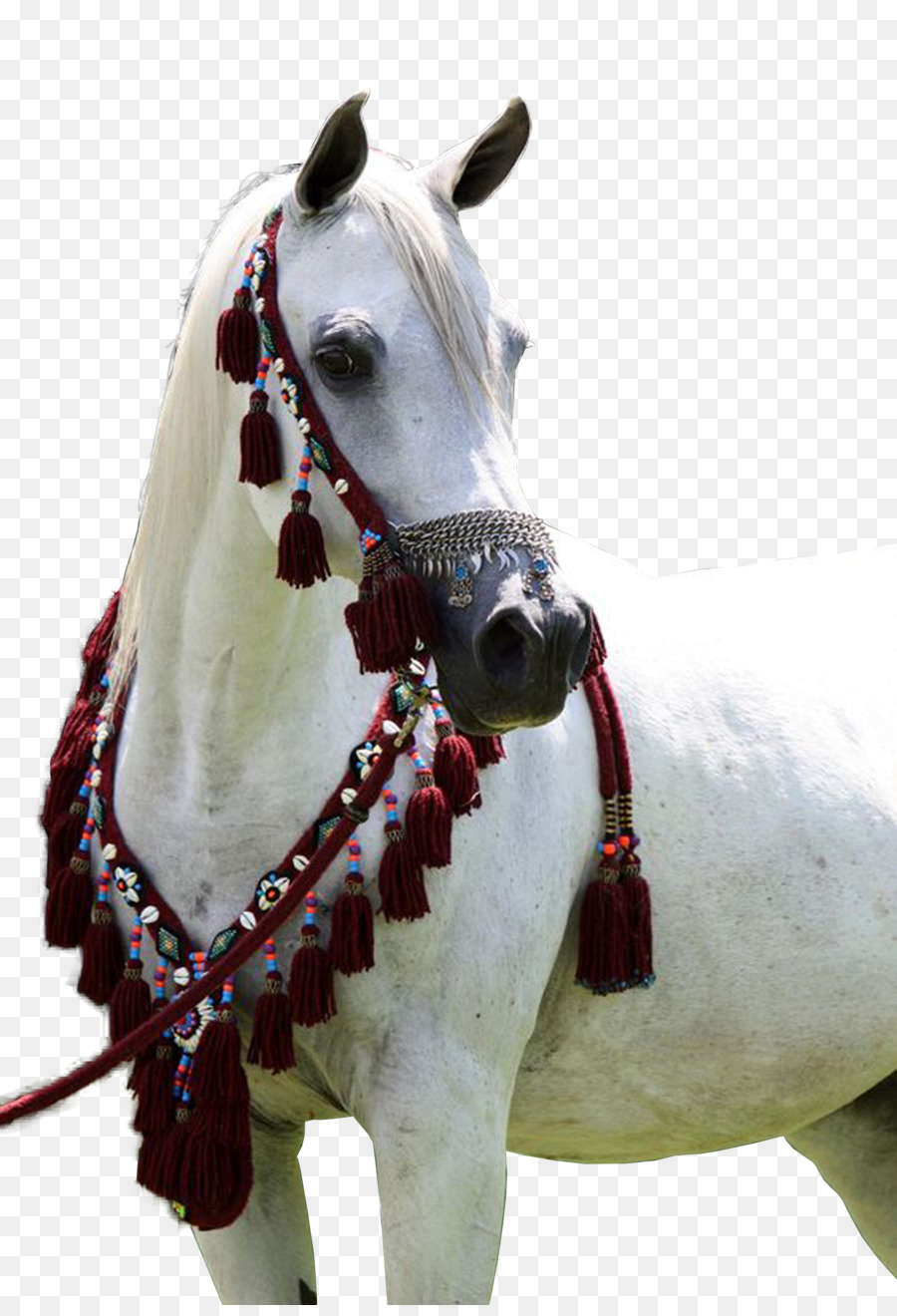 حصان عربي，فحل الخيل PNG
