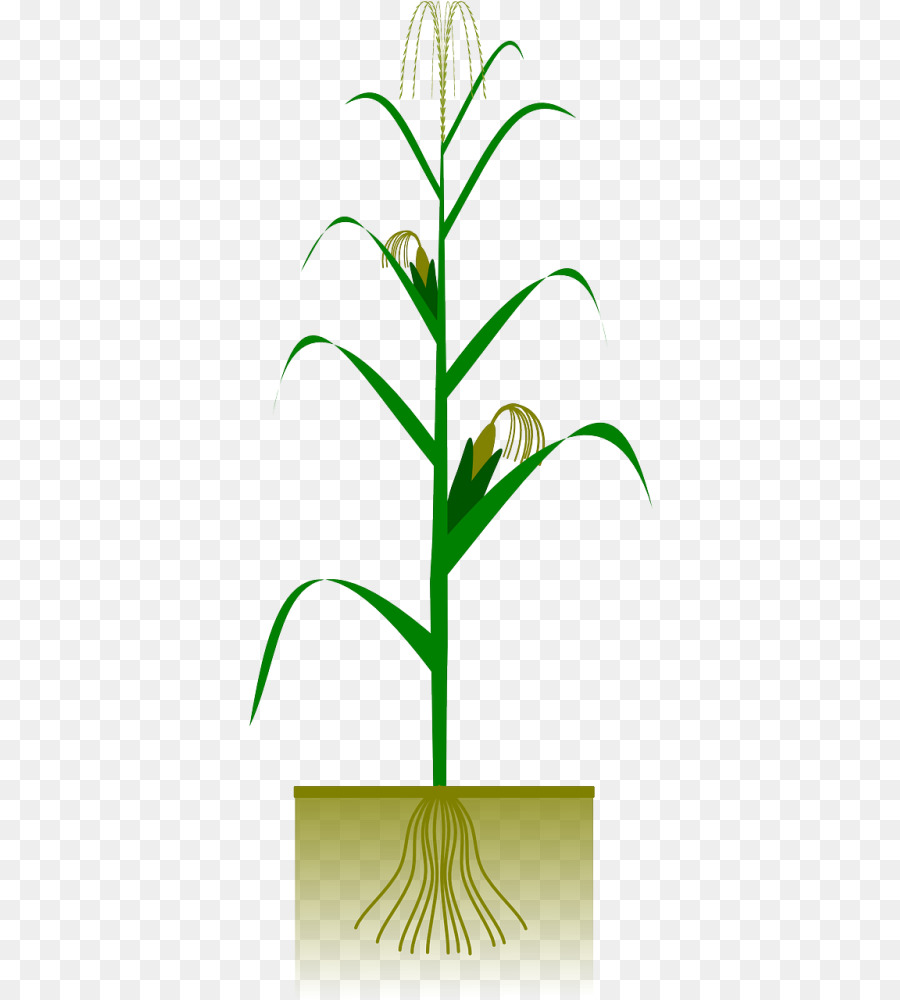 الذرة，المحاصيل PNG