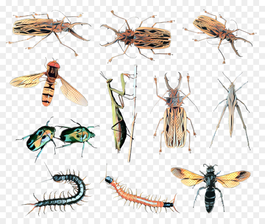 الحشرات，الحيوانات PNG