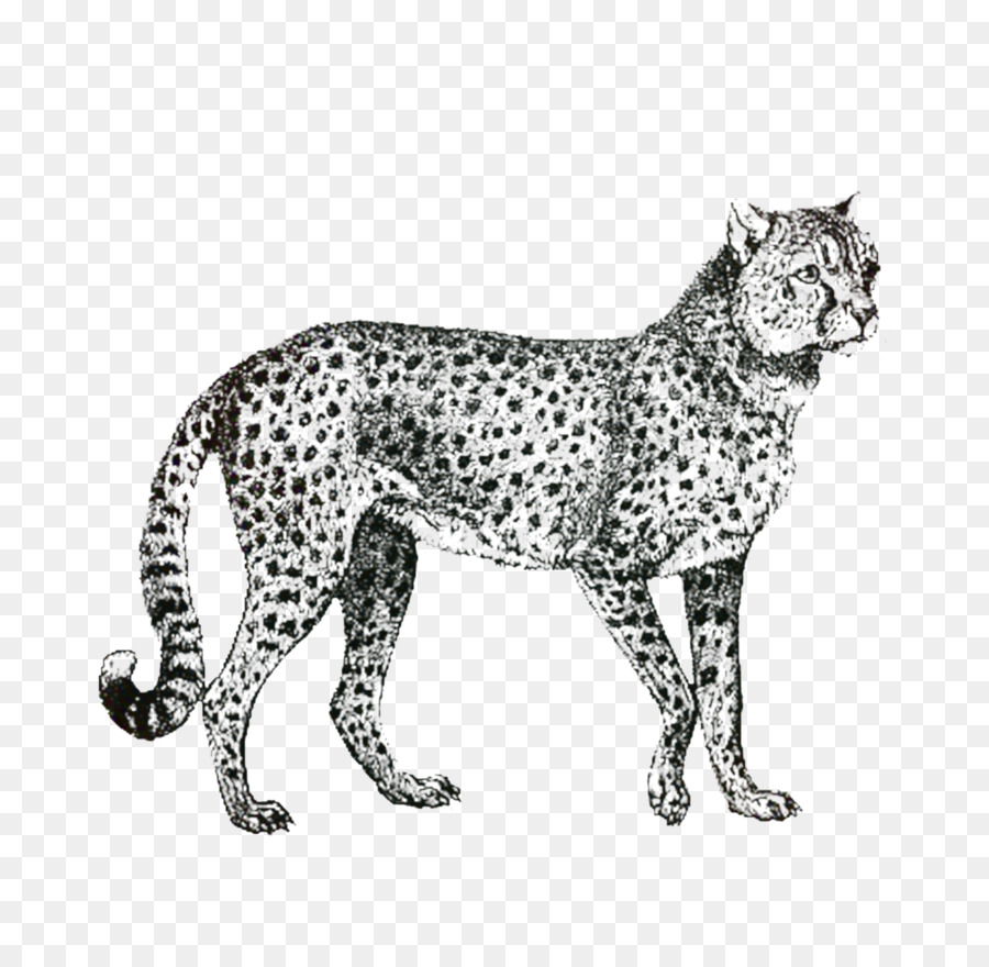 الوشق，Wildcat PNG