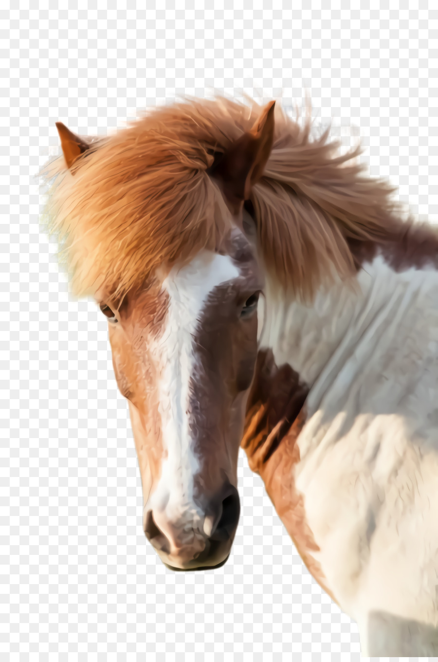 الحصان，الفحل PNG
