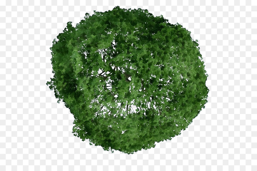 الخضر，شجرة PNG