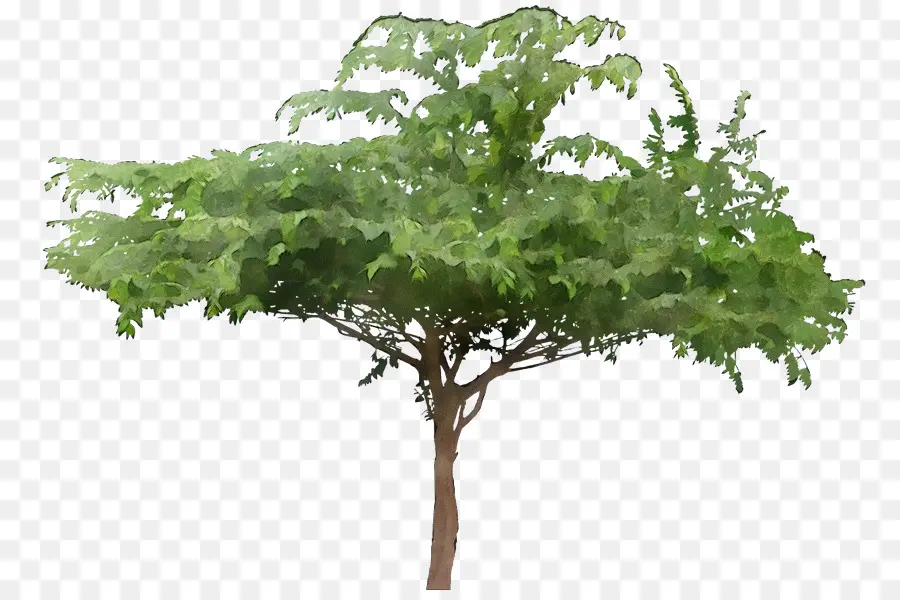 شجرة，النباتات PNG