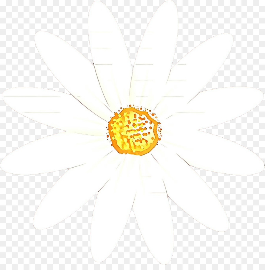 Oxeye ديزي，قطع الزهور PNG