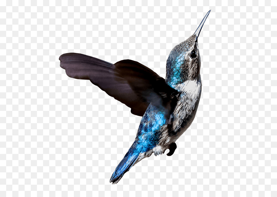 الطائر الطنان，الطيور PNG