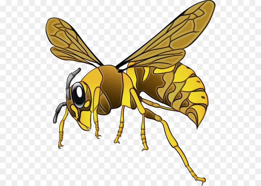 الدبور，النحل PNG