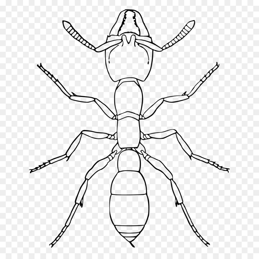 Amblyopone，الحشرات PNG