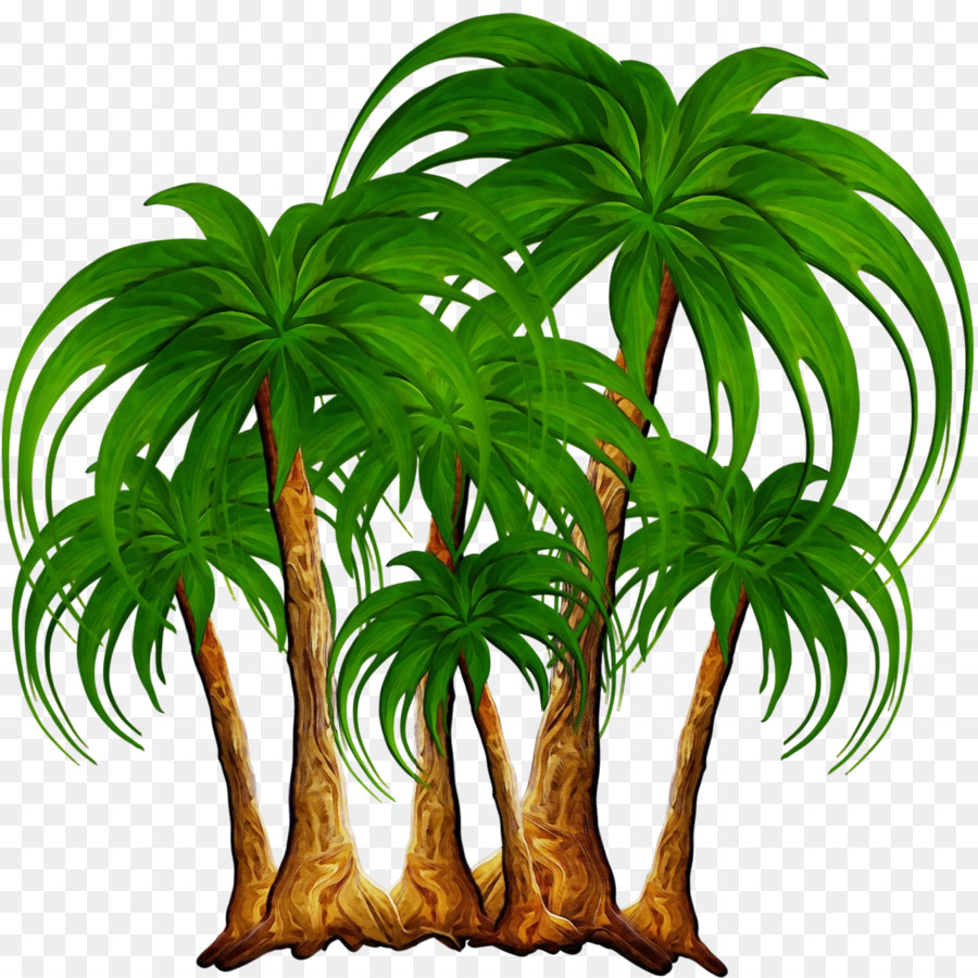 جوز الهند，ل Houseplant PNG