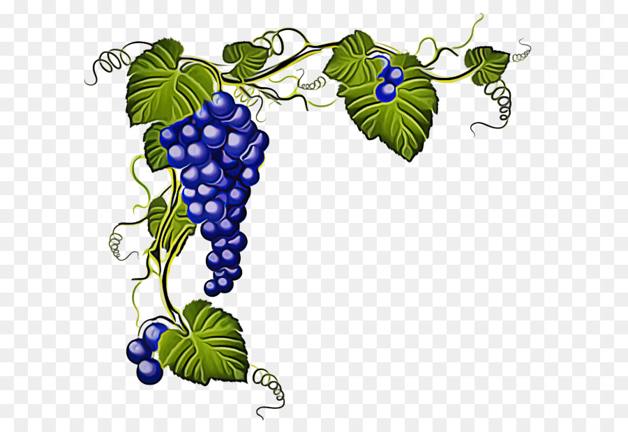 العنب，المشتركة كرمة العنب PNG