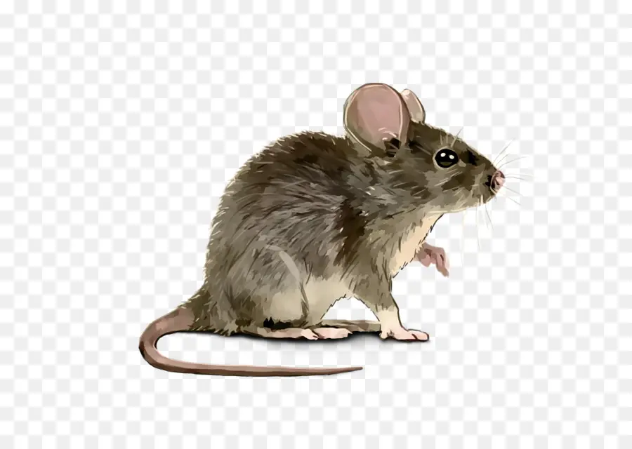 الفئران，الماوس PNG