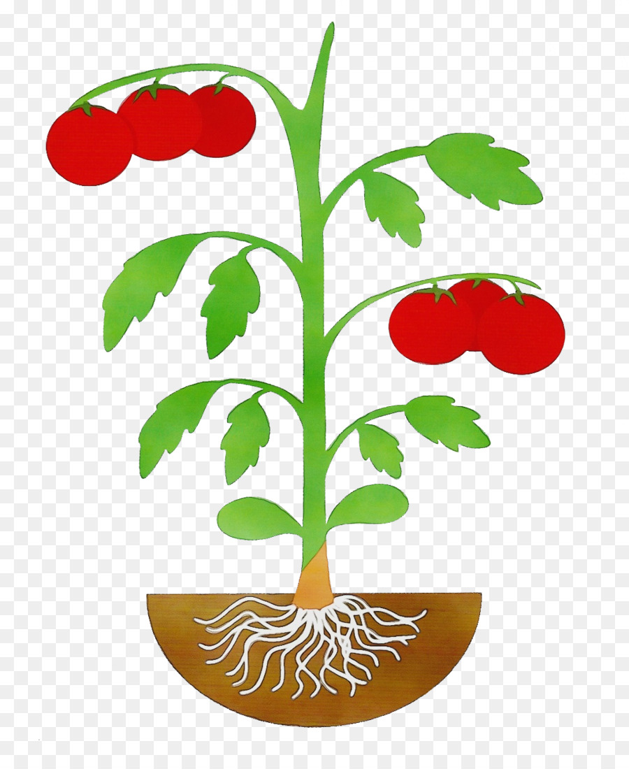 الباذنجان，الجذعية النباتية PNG