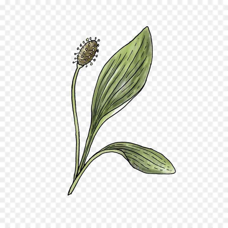 زهرة，النباتات المزهرة PNG