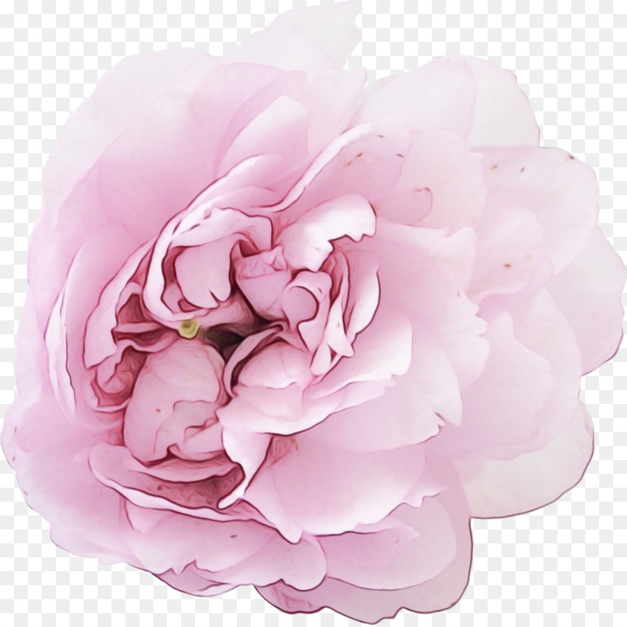 الوردي，البتلة PNG