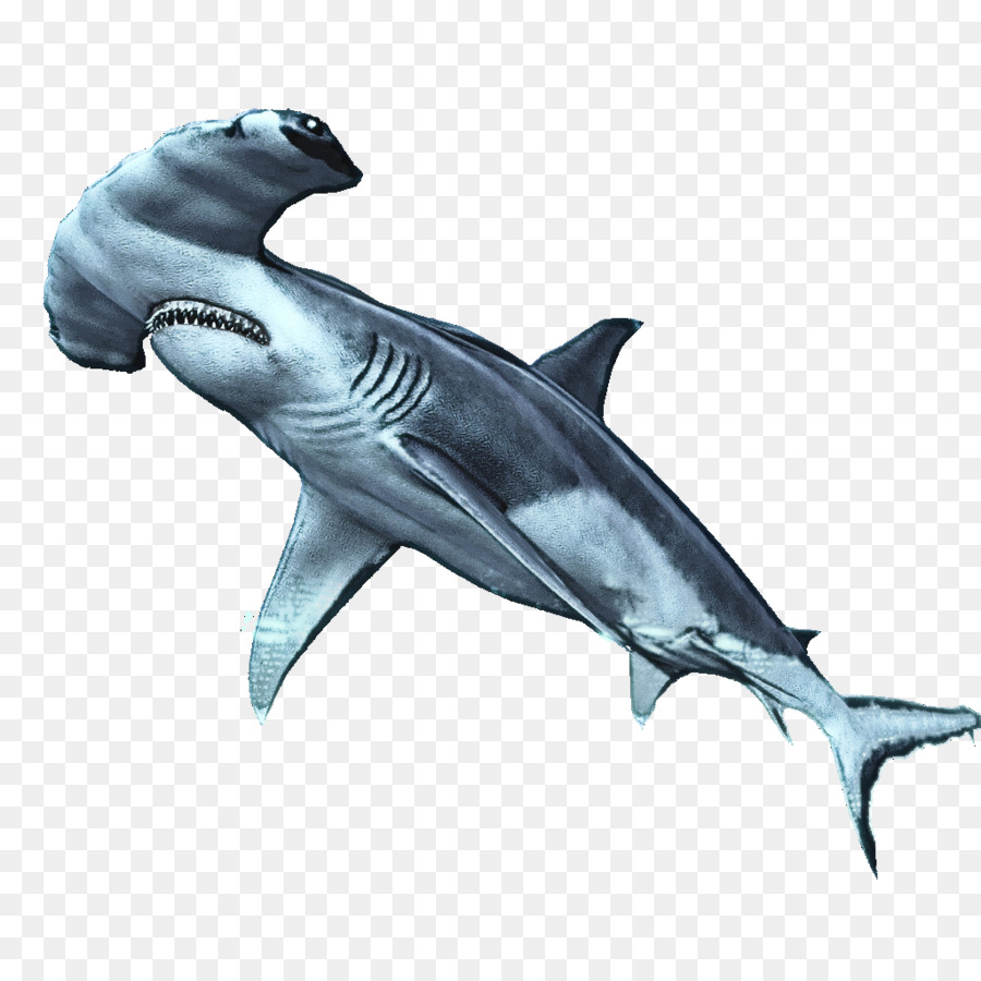سمكة，سمك القرش PNG