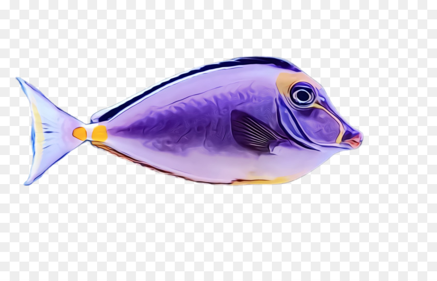 الأسماك，بوباكينتريداي PNG