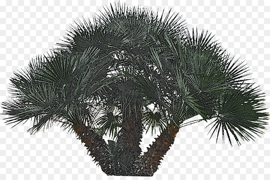 شجرة，نبات PNG