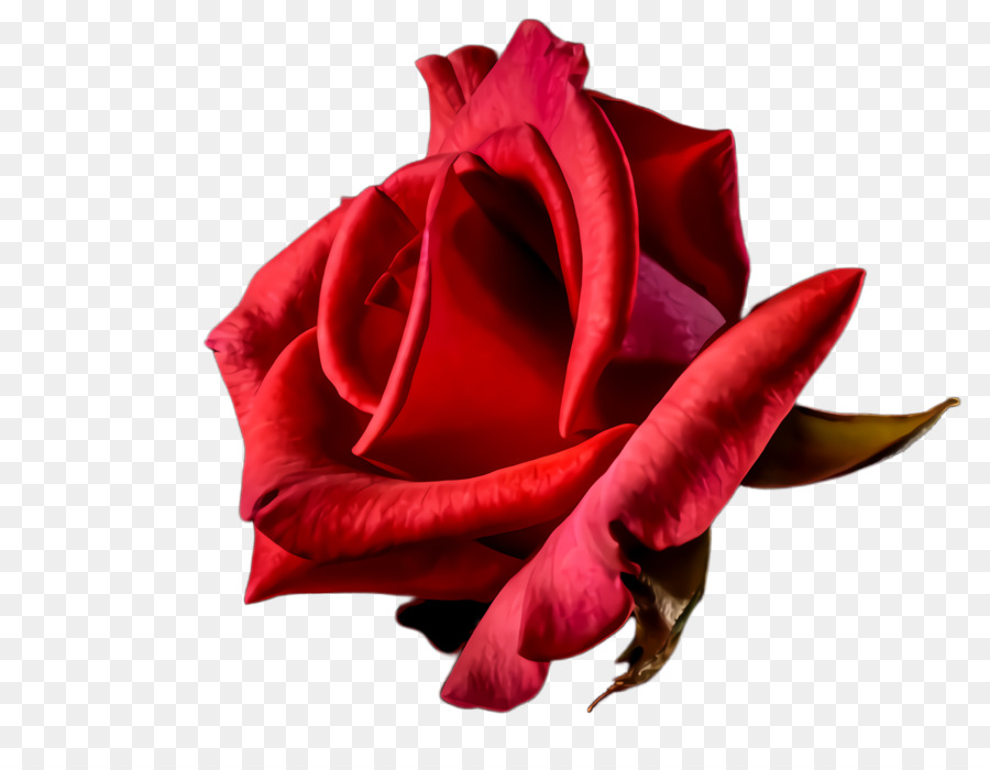 أحمر，الورود حديقة PNG
