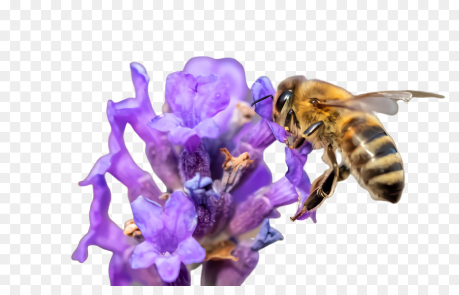 عسل النحل，نحلة PNG