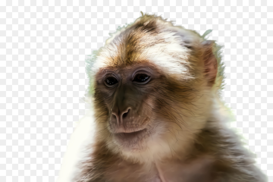 العالم الجديد القرد，معنقدة الكبوشي PNG