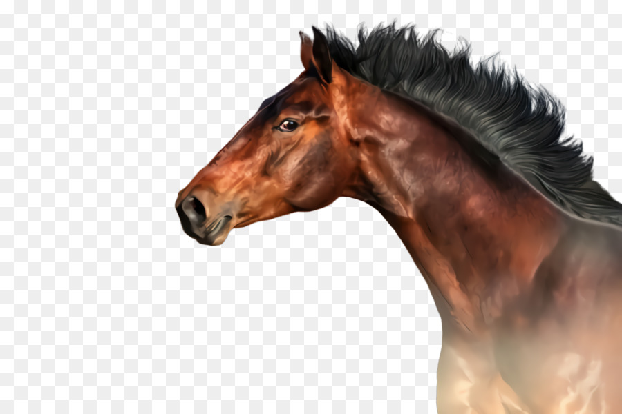حصان，ماني PNG