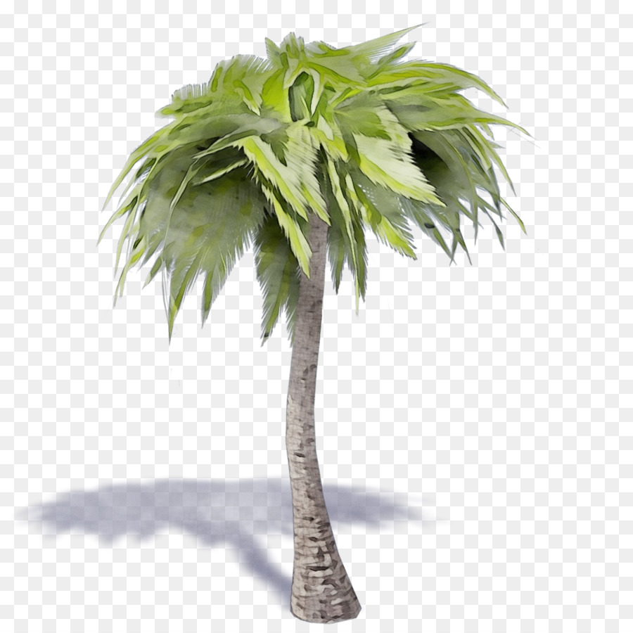 شجرة，شجرة النخيل PNG