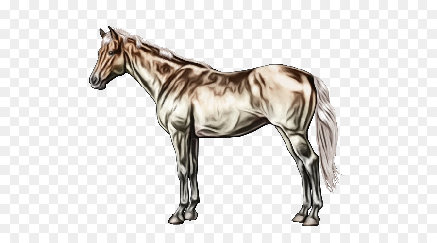 الحصان，الحيوان الرقم PNG