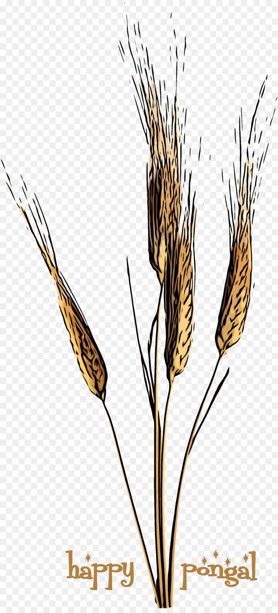 مصنع，Elymus Repens PNG